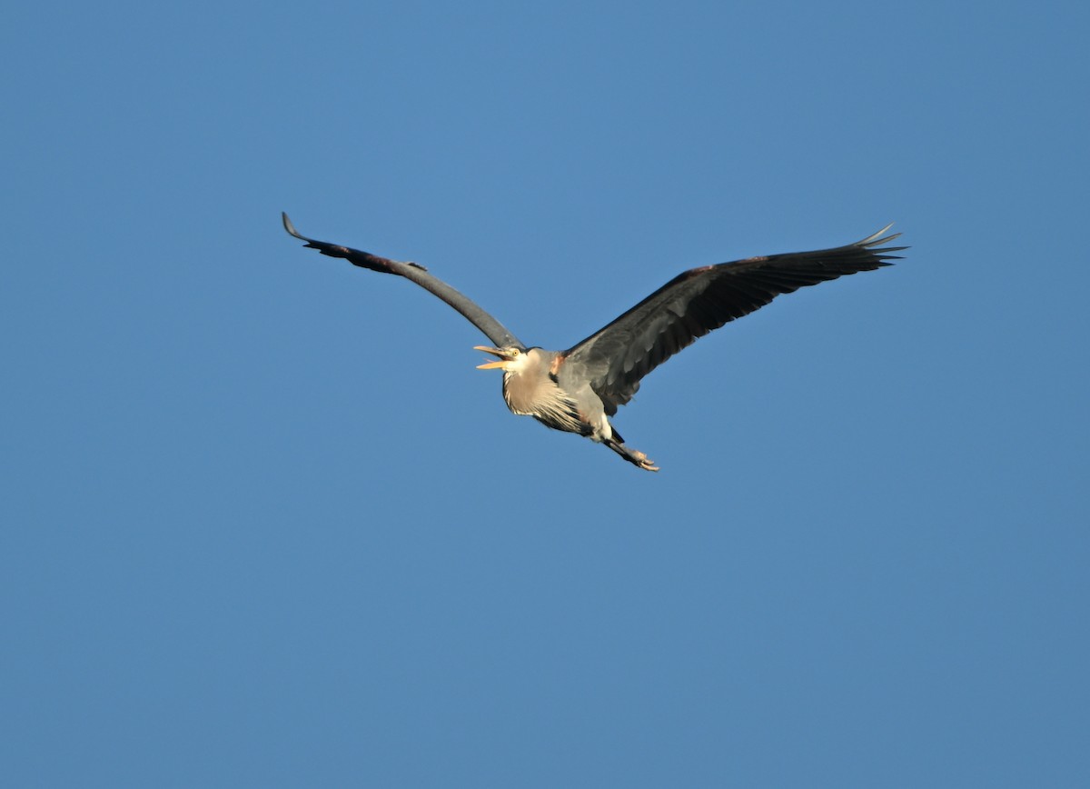 Great Blue Heron - ML619686823