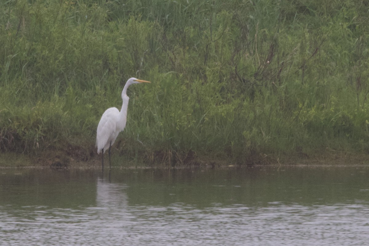 Great Egret - ML619686828