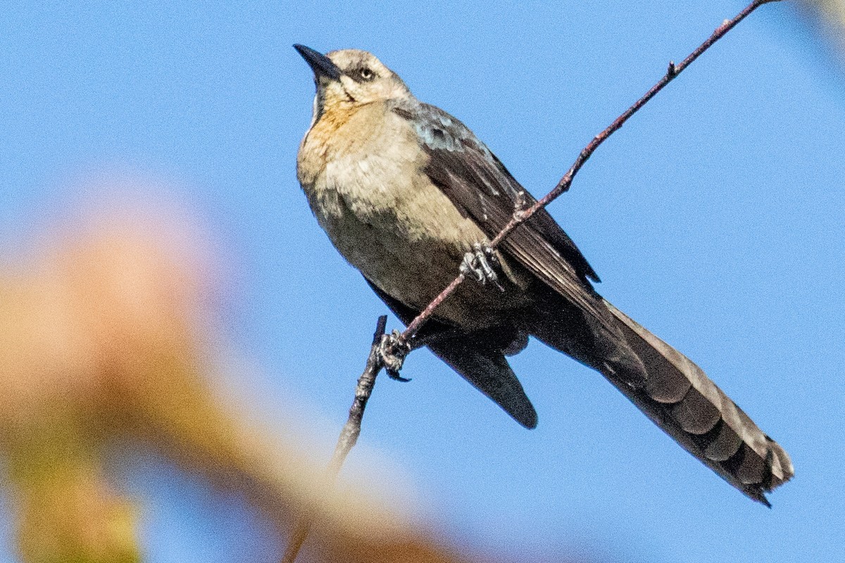 Great-tailed Grackle - ML619686830