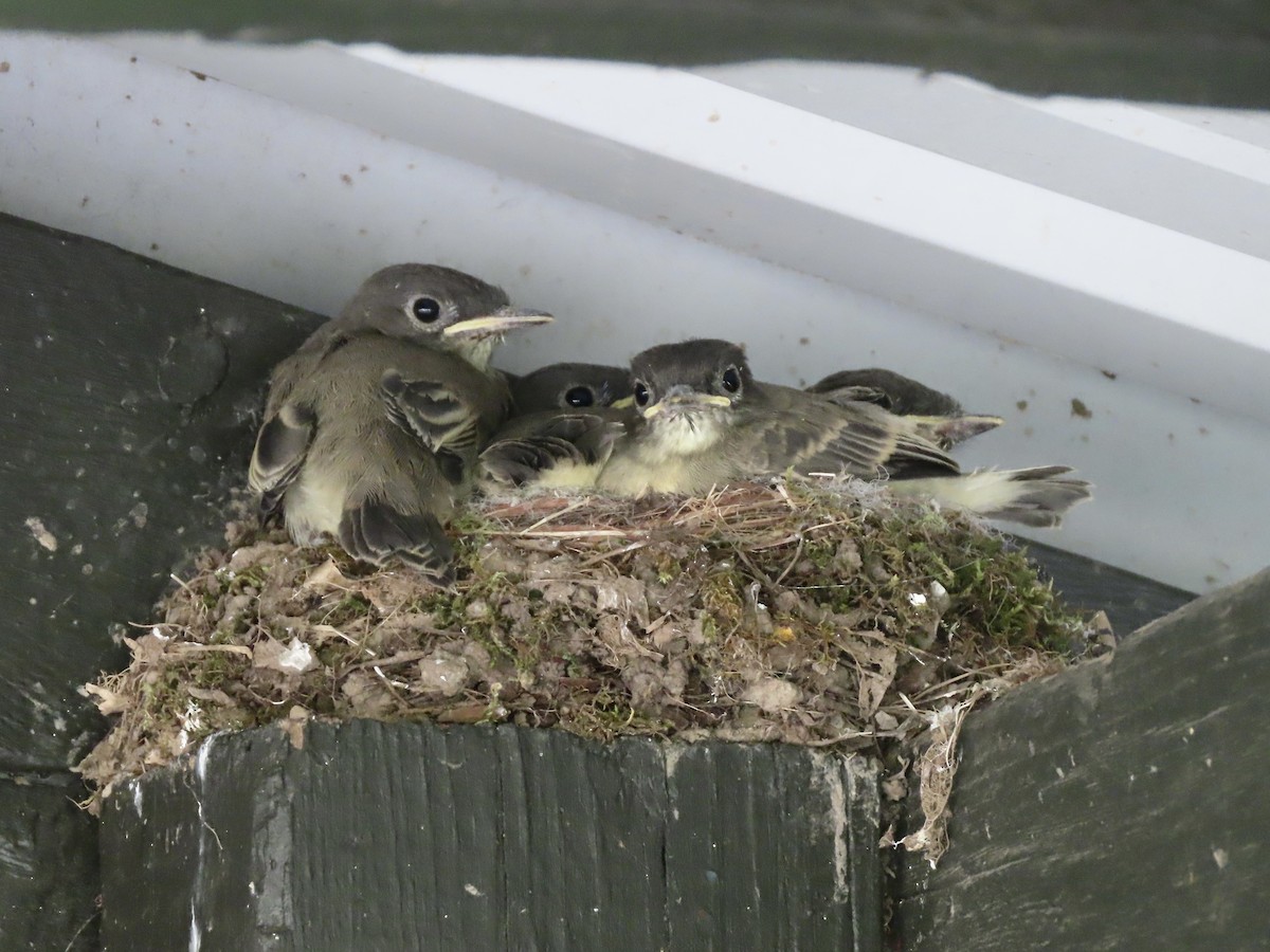 Eastern Phoebe - ML619686839