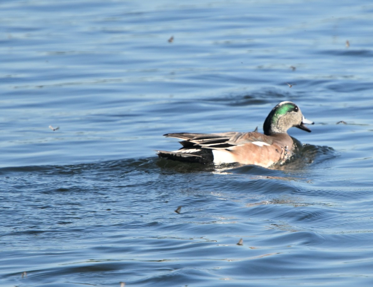 American Wigeon - ML619686847