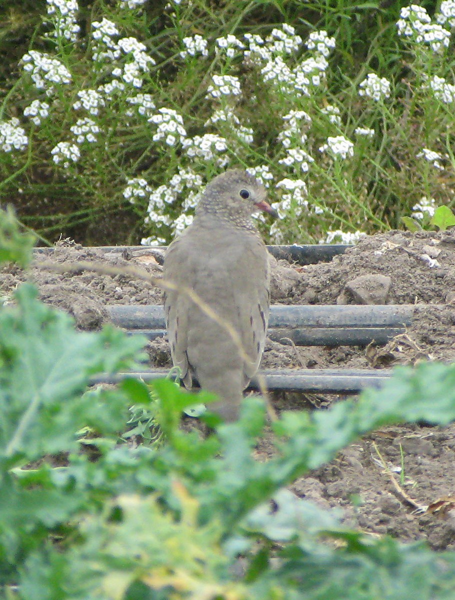 Common Ground Dove - ML619686850