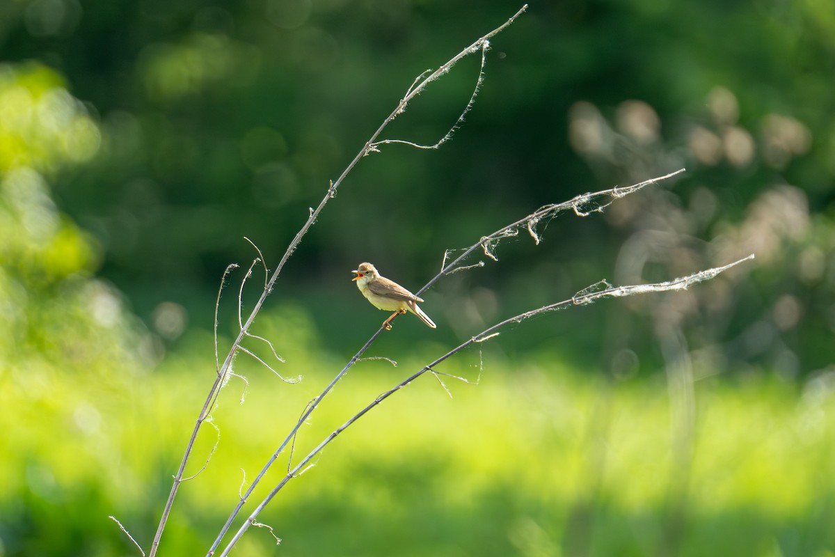 Marsh Warbler - ML619686851