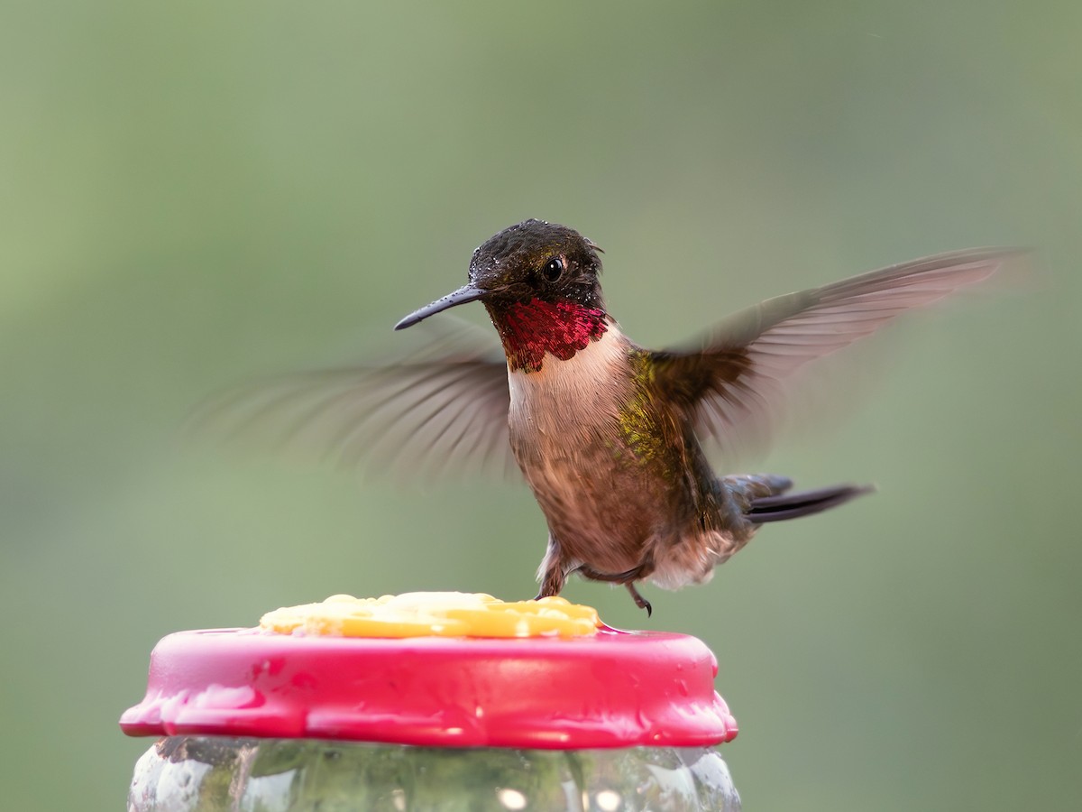 Colibri à gorge rubis - ML619686857