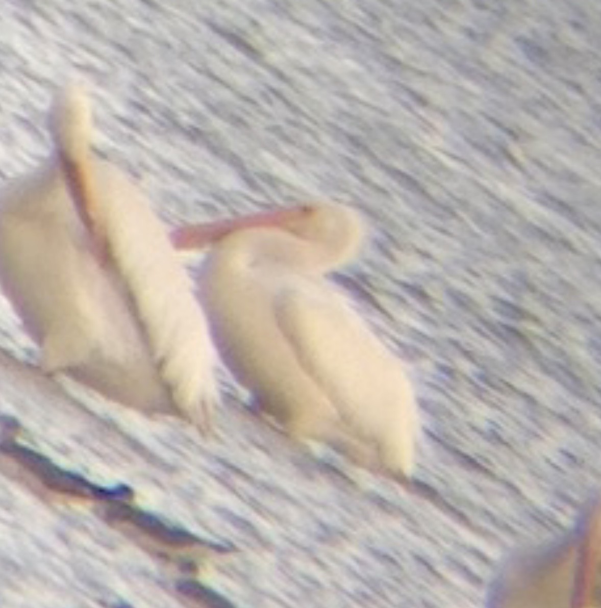 American White Pelican - ML619686858