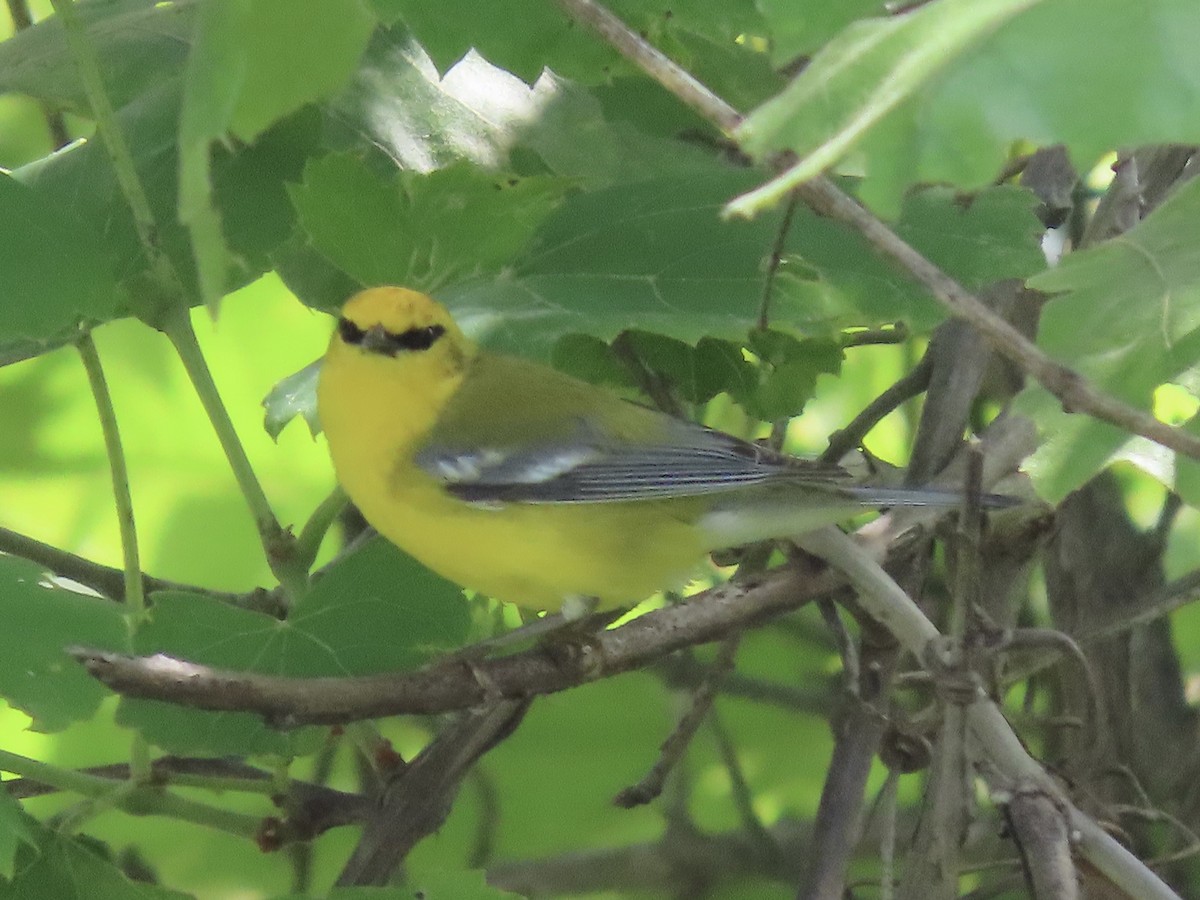 Blue-winged Warbler - ML619686878