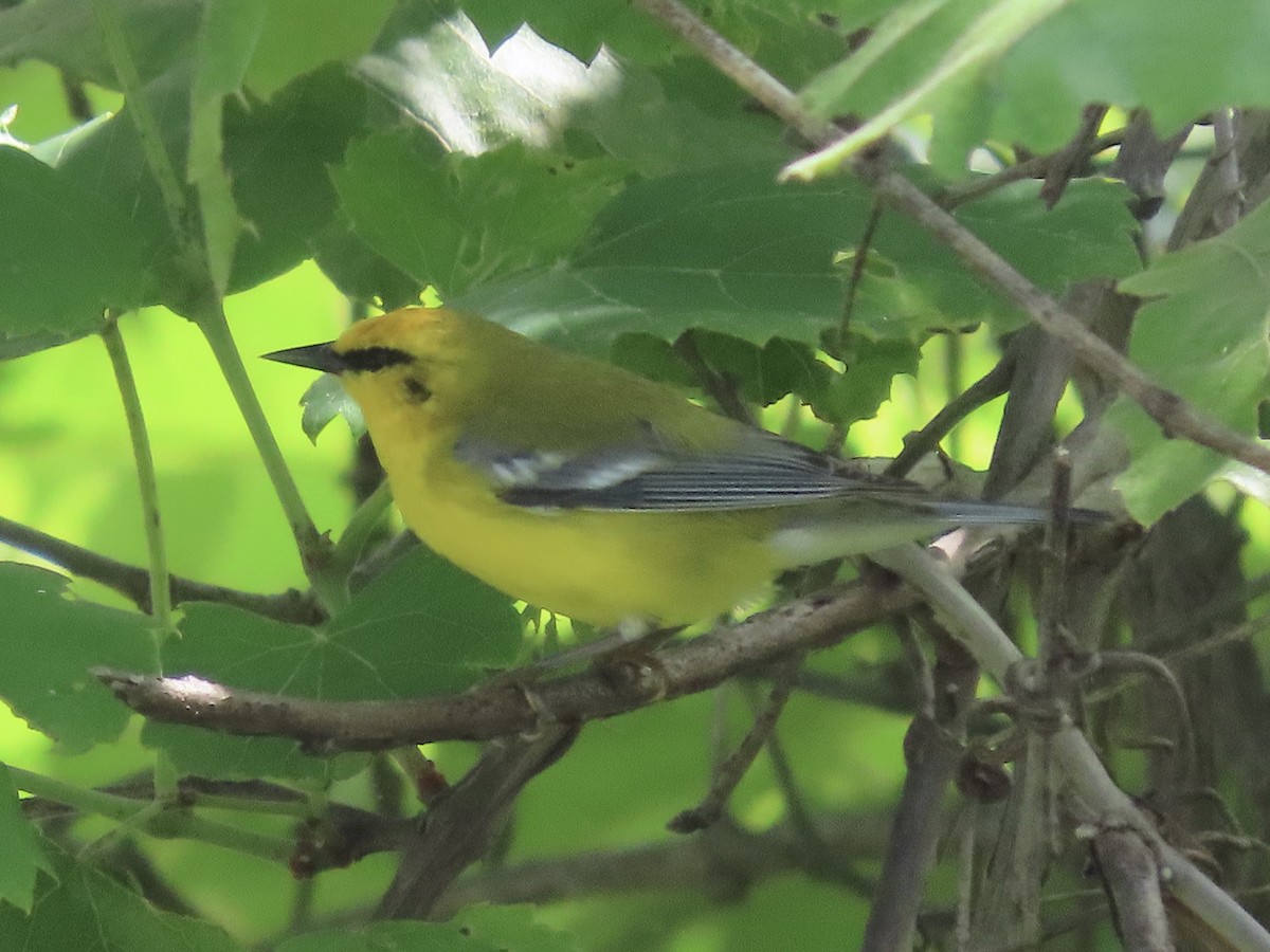 Blue-winged Warbler - ML619686881