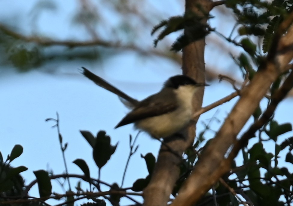 Perlita Tropical (atricapilla) - ML619686886