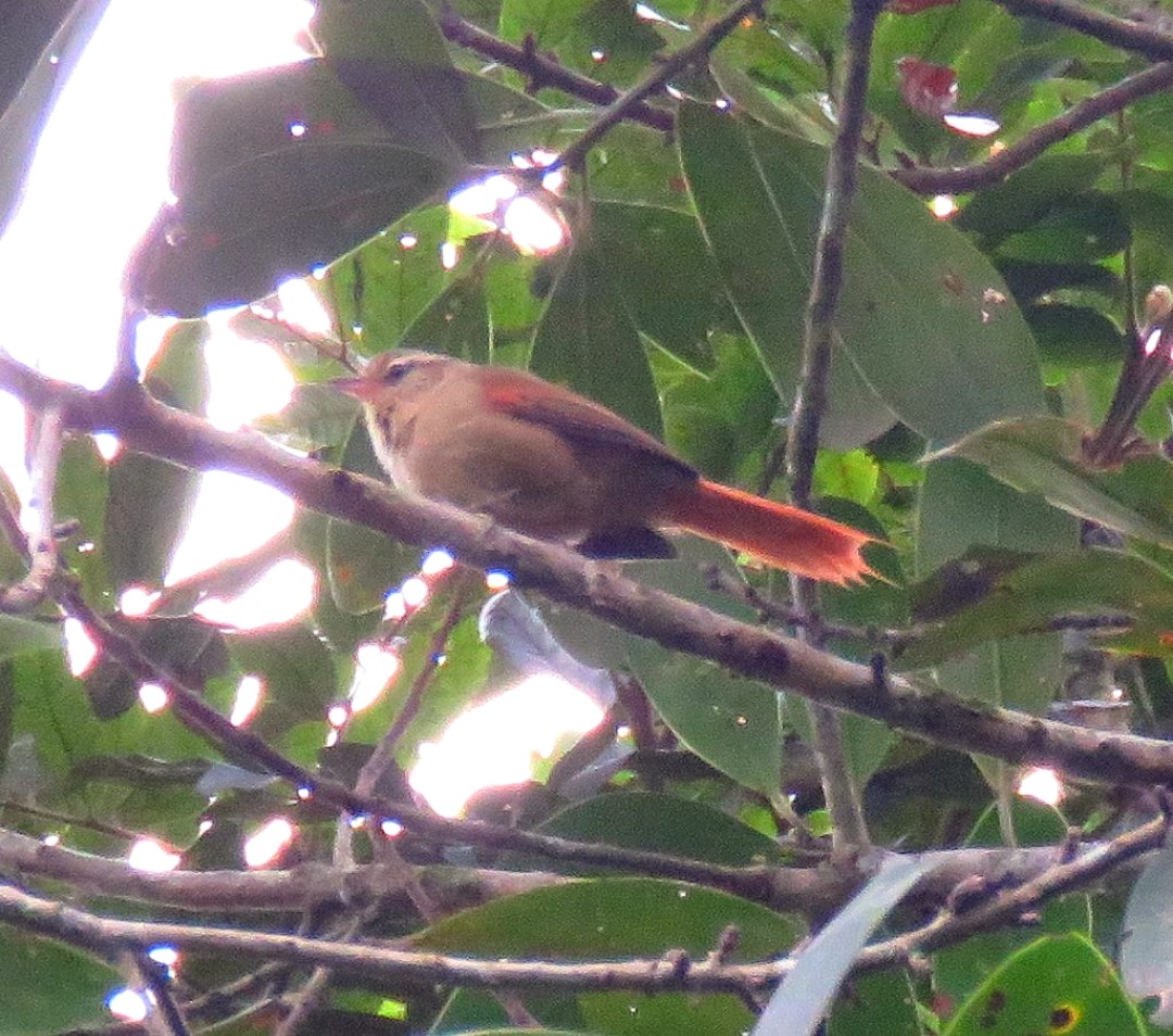 Olive Spinetail - ML619686894