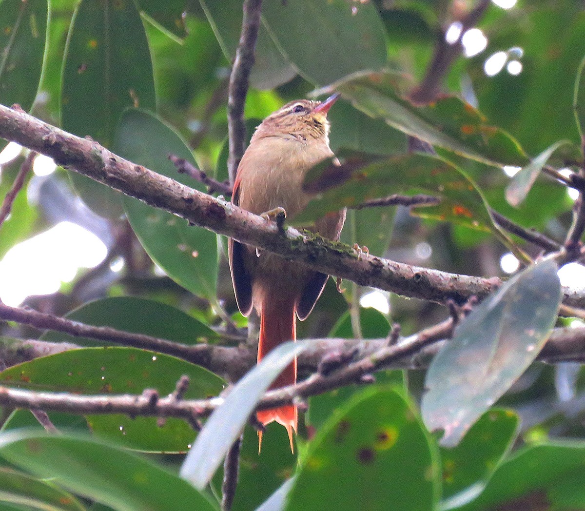 Olive Spinetail - ML619686897