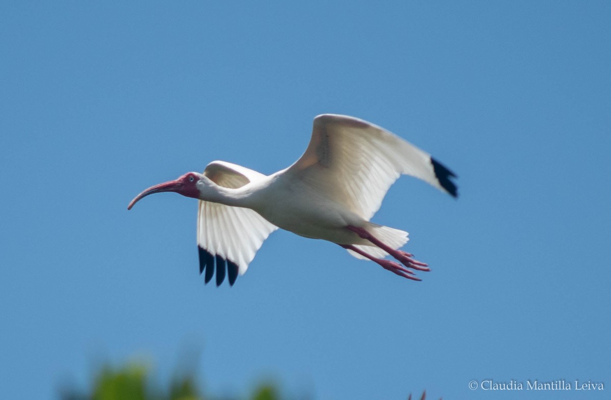 ibis bílý - ML619686901