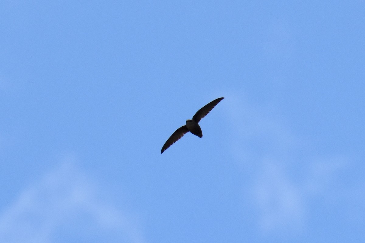 Chimney Swift - ML619686906