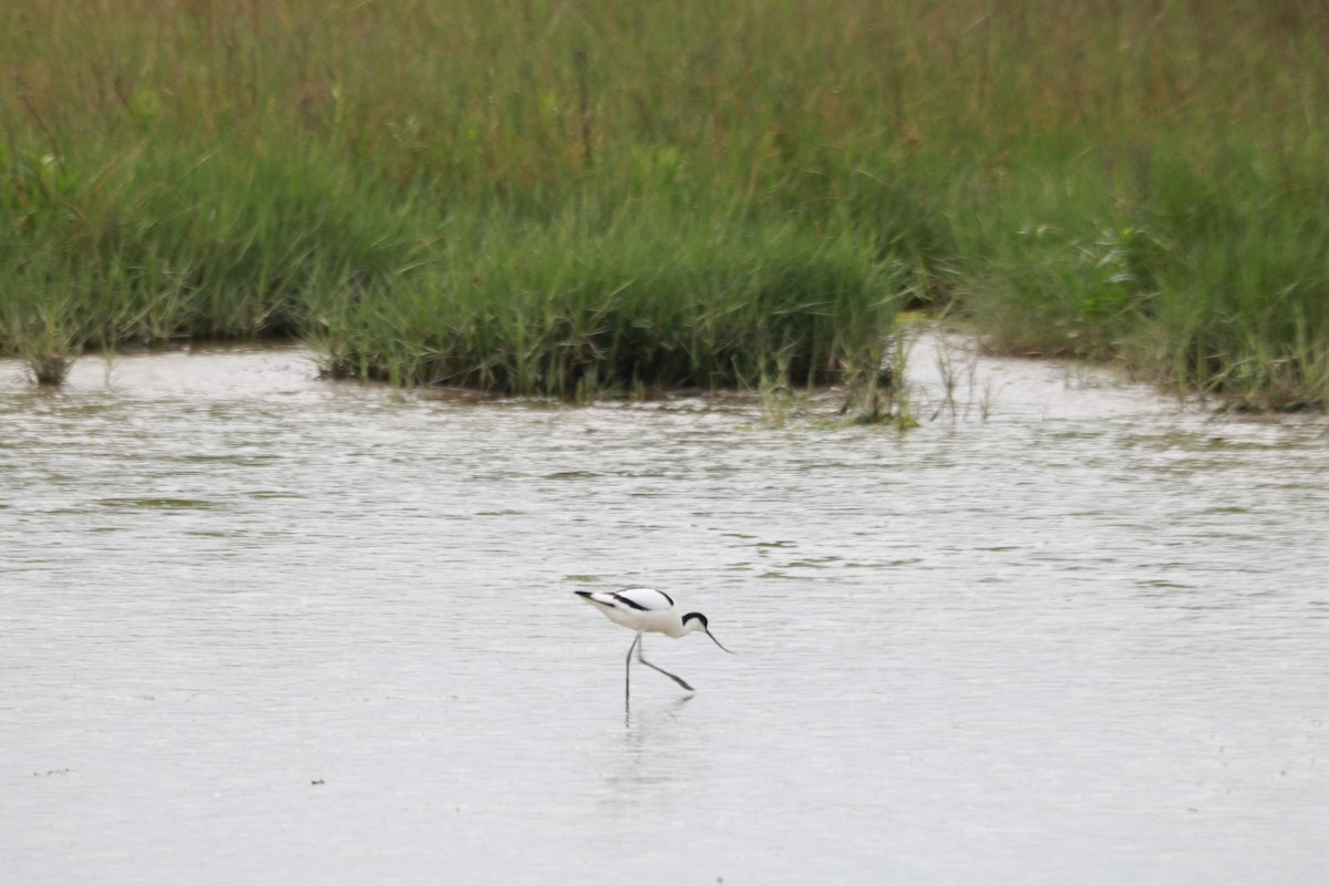 Avocette élégante - ML619686923