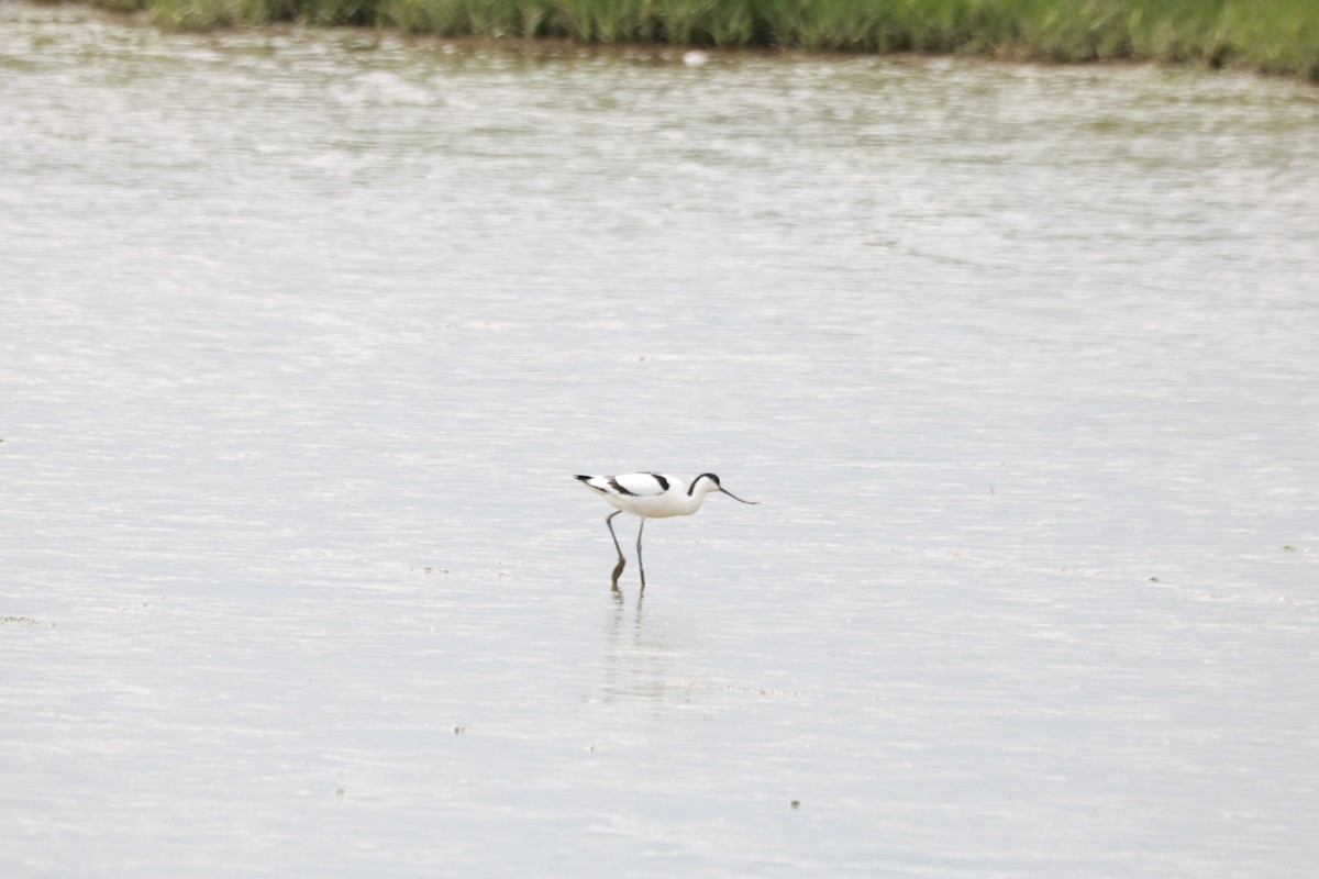 Pied Avocet - ML619686938