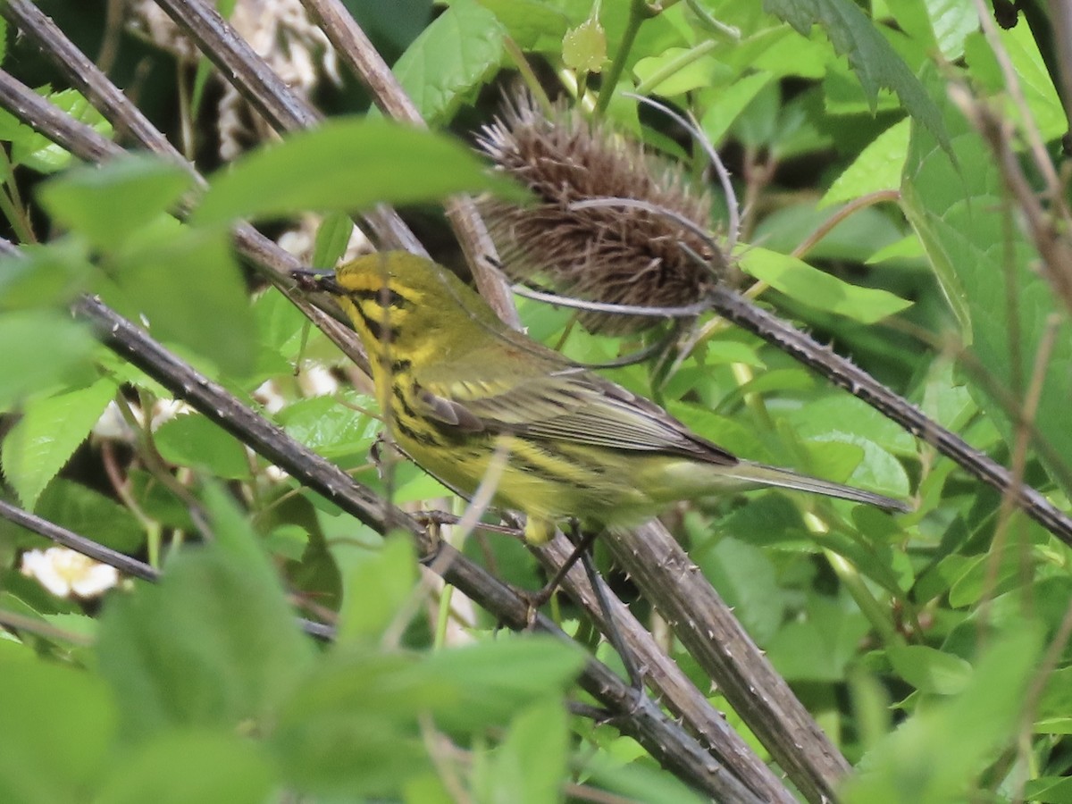 Prairie Warbler - ML619686940