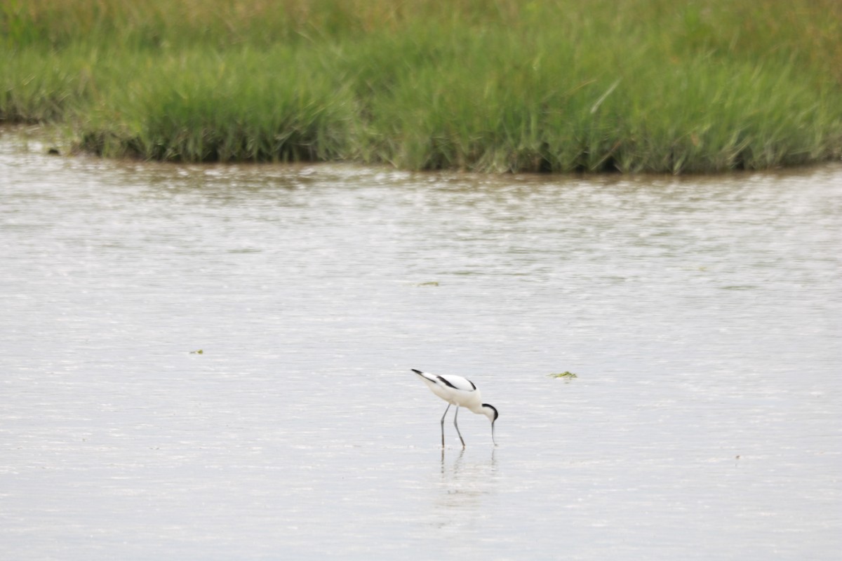 Pied Avocet - ML619686943