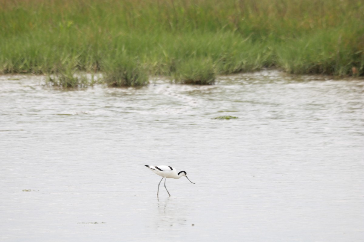 Pied Avocet - ML619686950