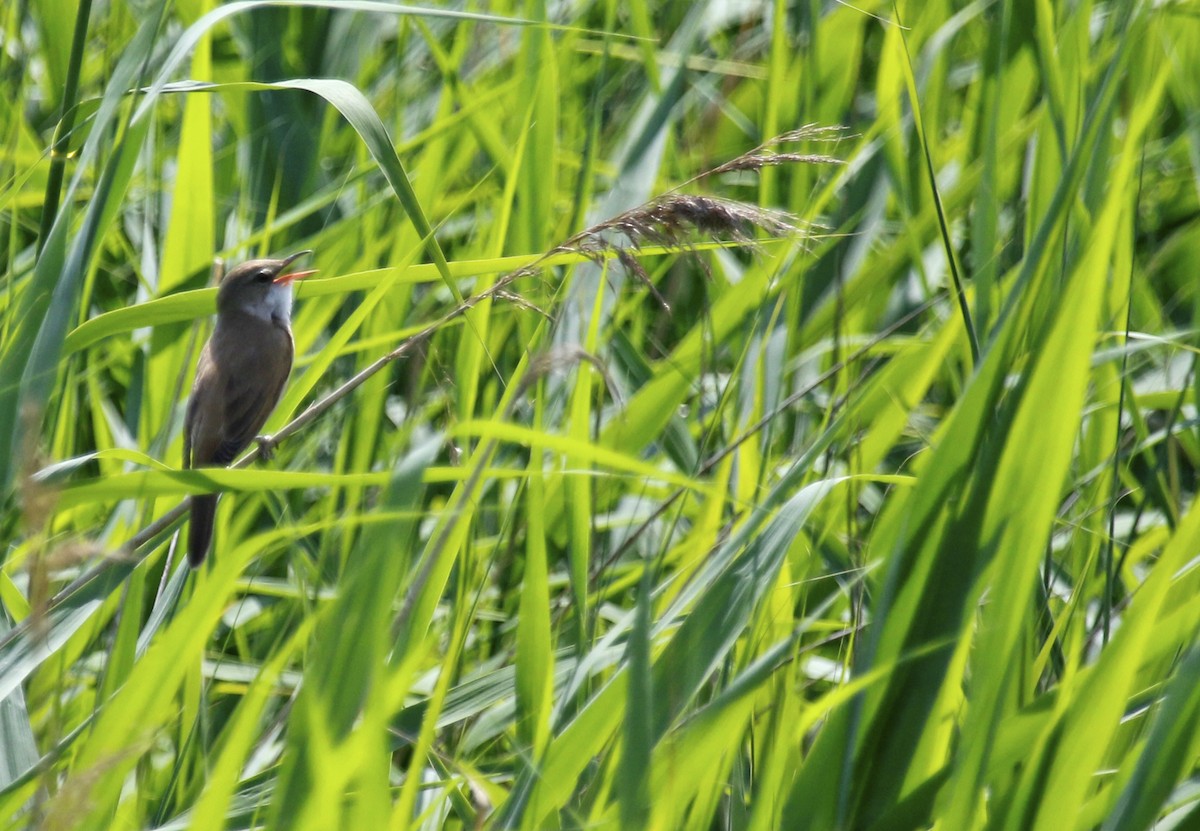 Great Reed Warbler - ML619686965