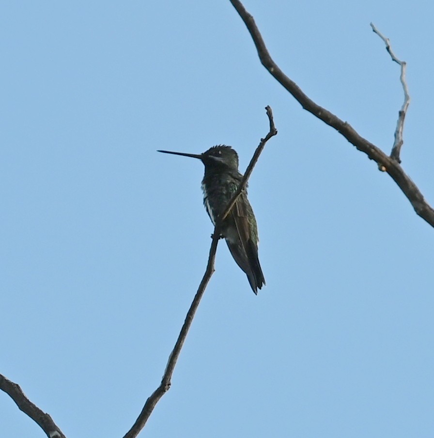 kolibřík fialovolímcový - ML619686985