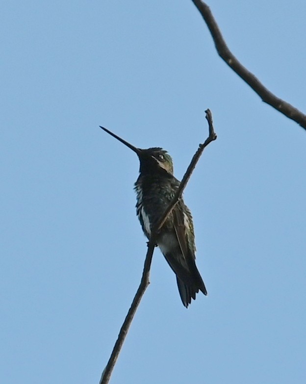 kolibřík fialovolímcový - ML619686986