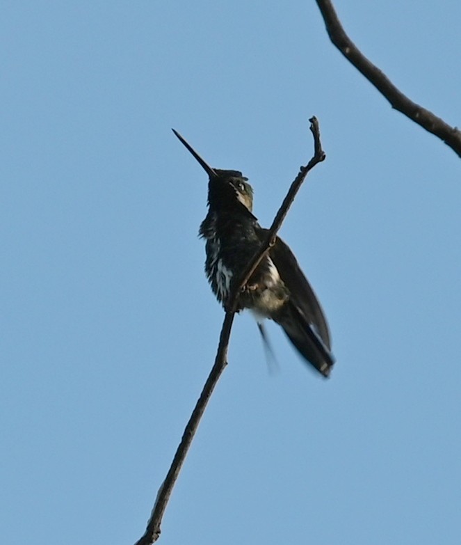 kolibřík fialovolímcový - ML619686987
