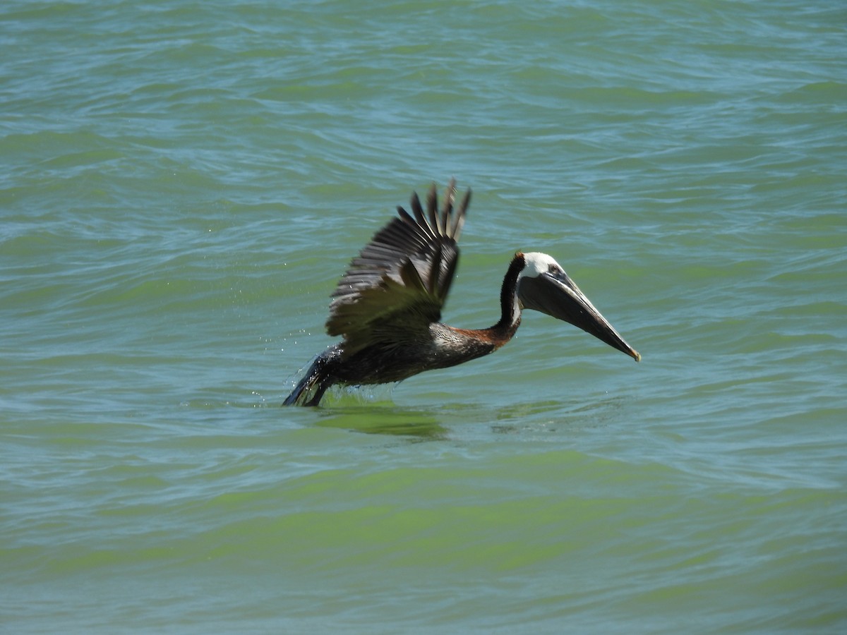 pelikán hnědý - ML619686993