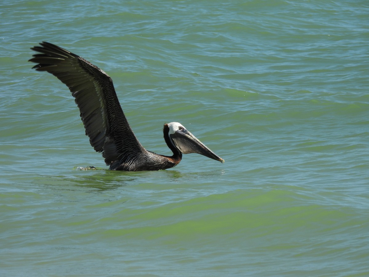 pelikán hnědý - ML619686994