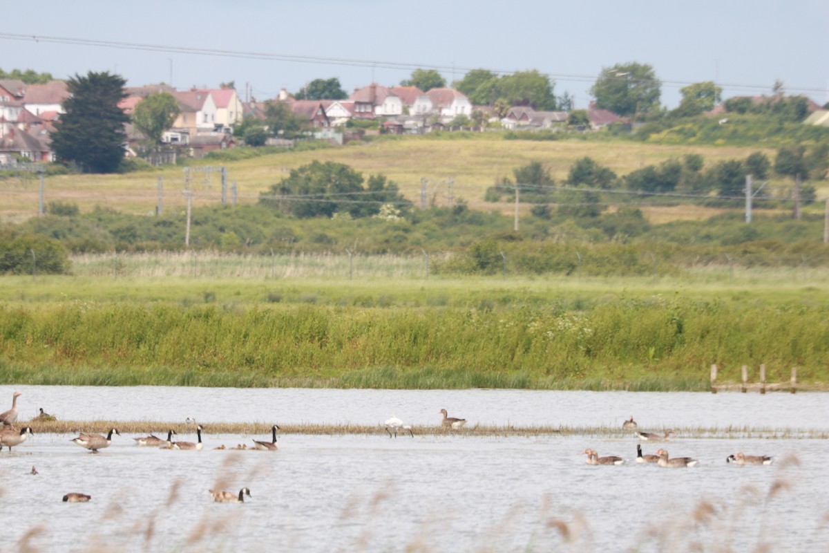 Eurasian Spoonbill - ML619687023