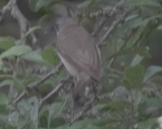 Lesser Whitethroat - ML619687030