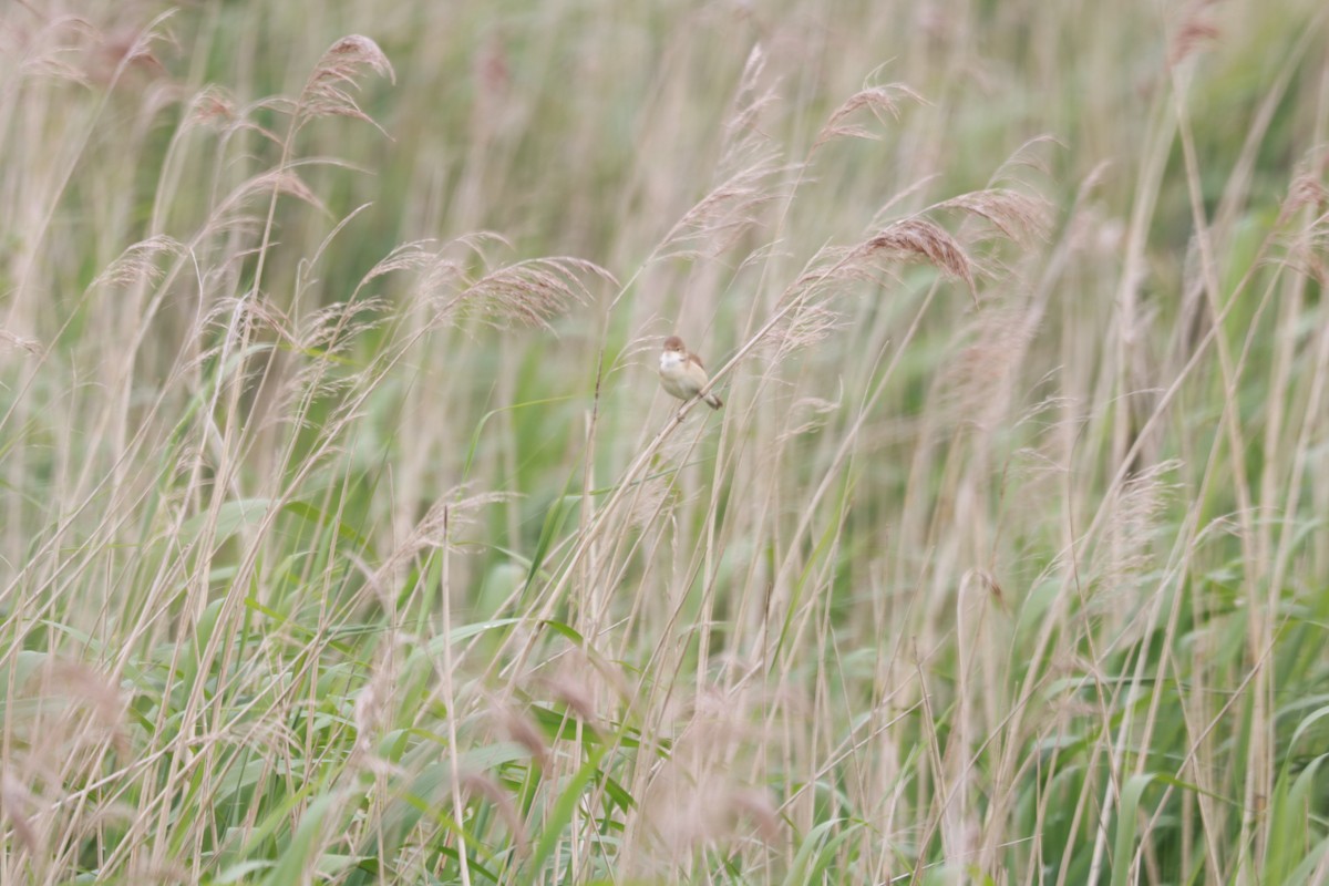 Common Reed Warbler - ML619687040