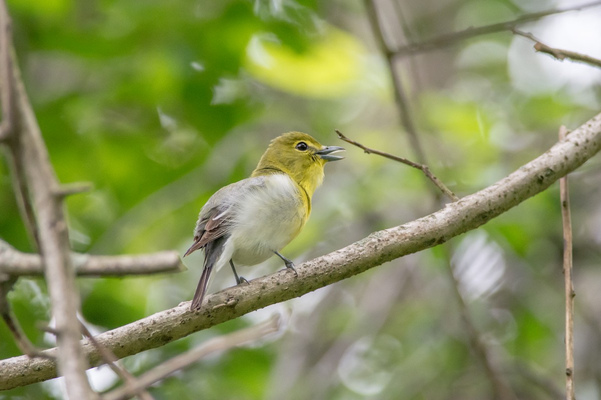 Yellow-throated Vireo - ML619687044