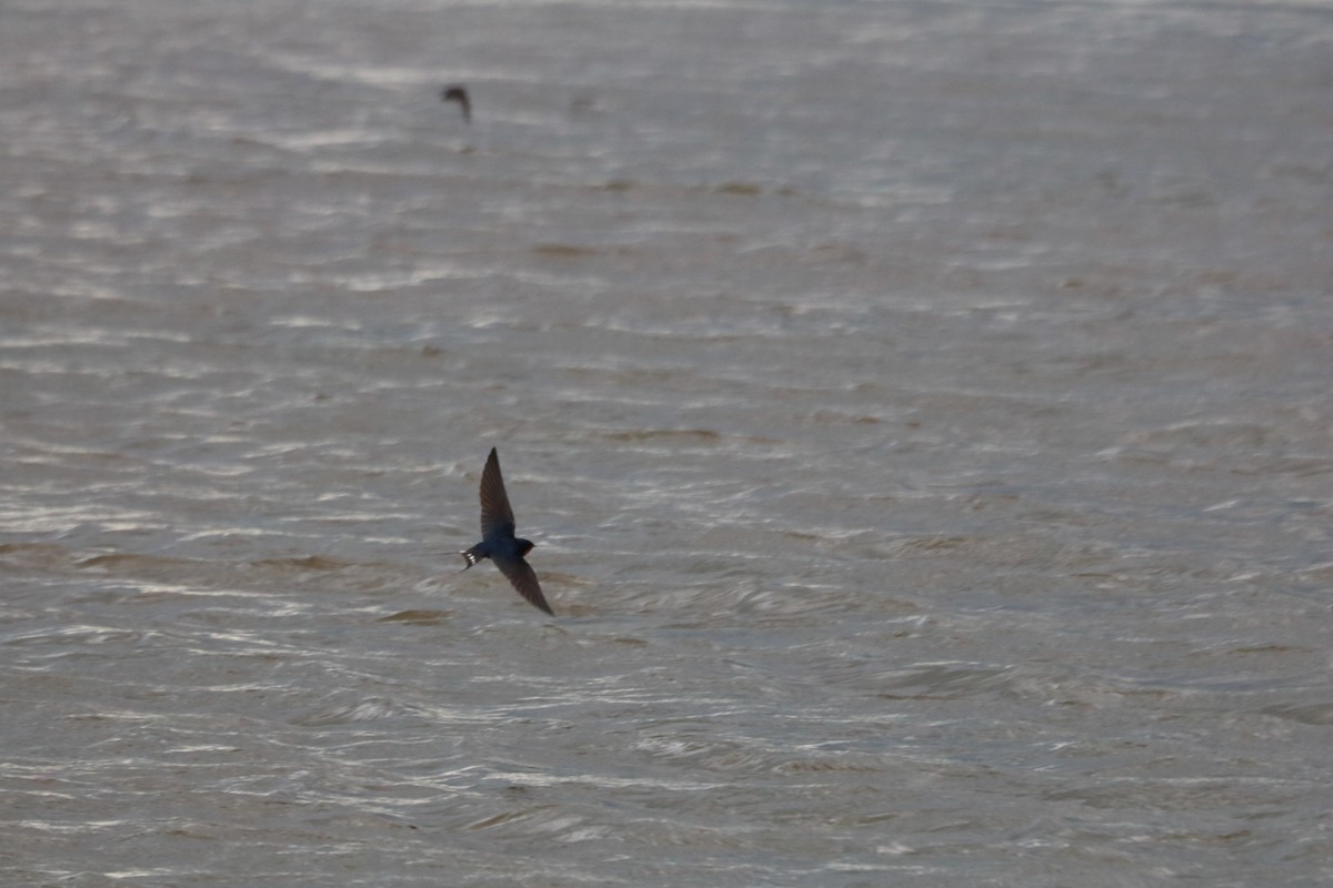 Barn Swallow - ML619687045