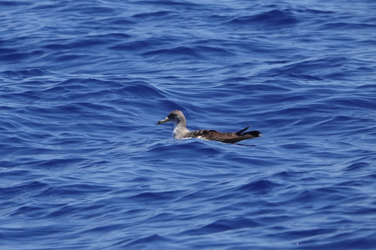 Cory's Shearwater (Scopoli's) - ML619687062