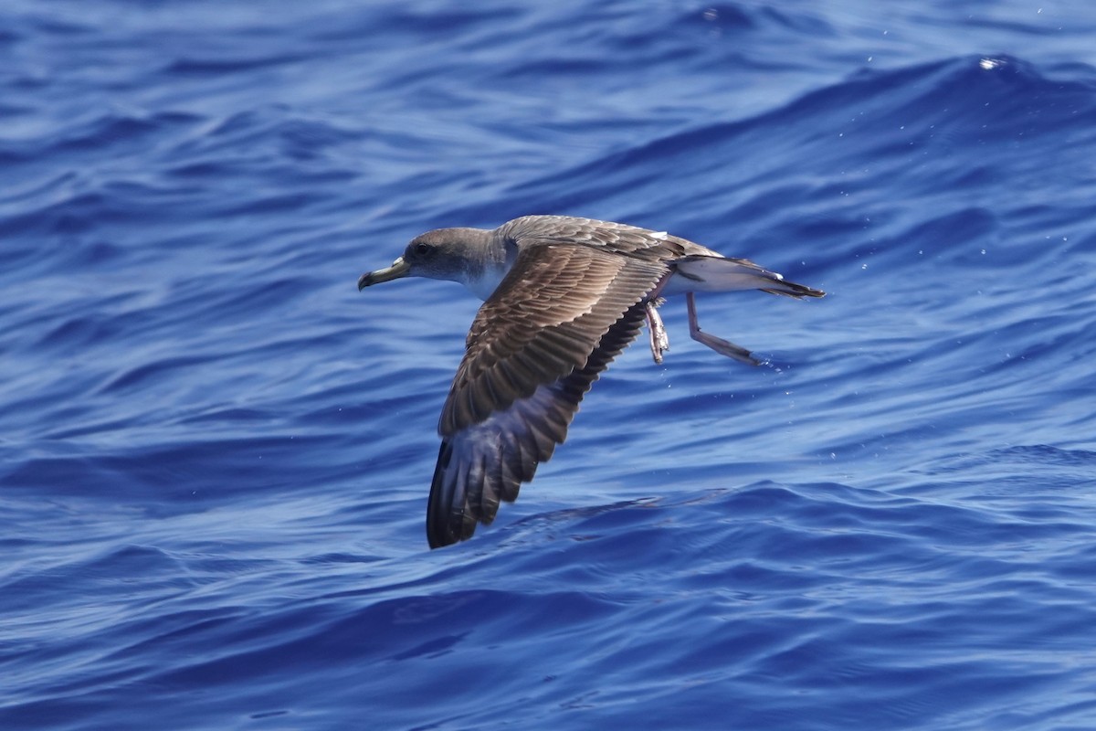 Cory's Shearwater (Scopoli's) - ML619687063