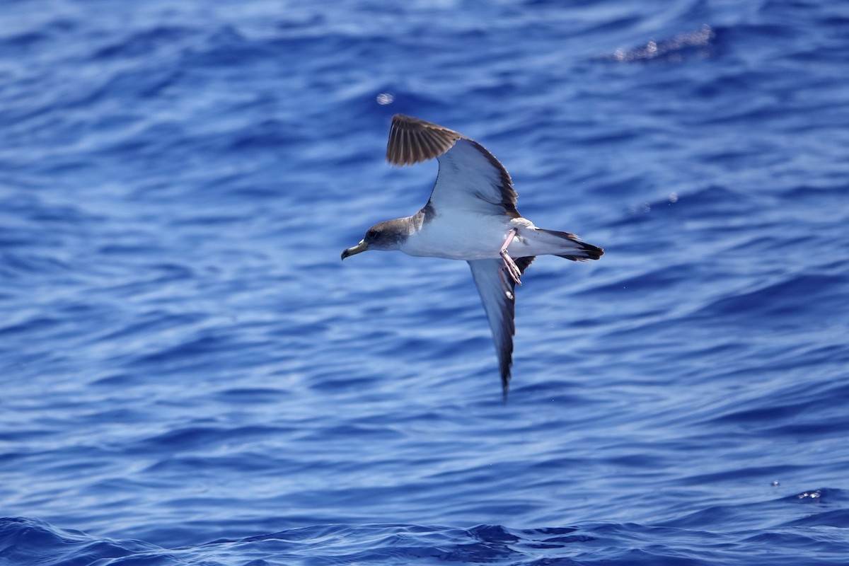 Cory's Shearwater (Scopoli's) - ML619687064