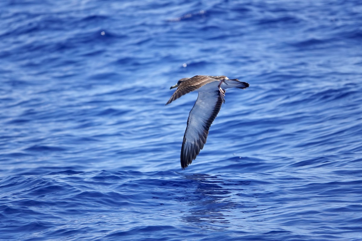 Cory's Shearwater (Scopoli's) - ML619687065