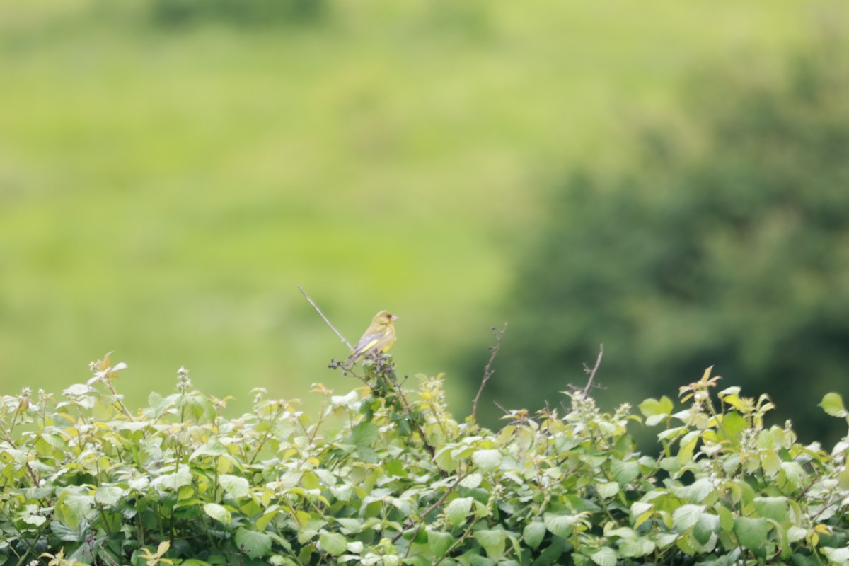 European Greenfinch - ML619687075