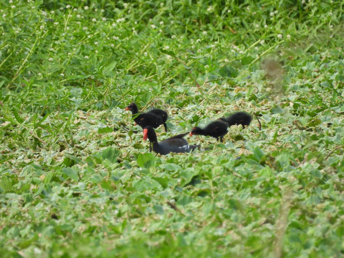 Gallinule d'Amérique (groupe galeata) - ML619687081