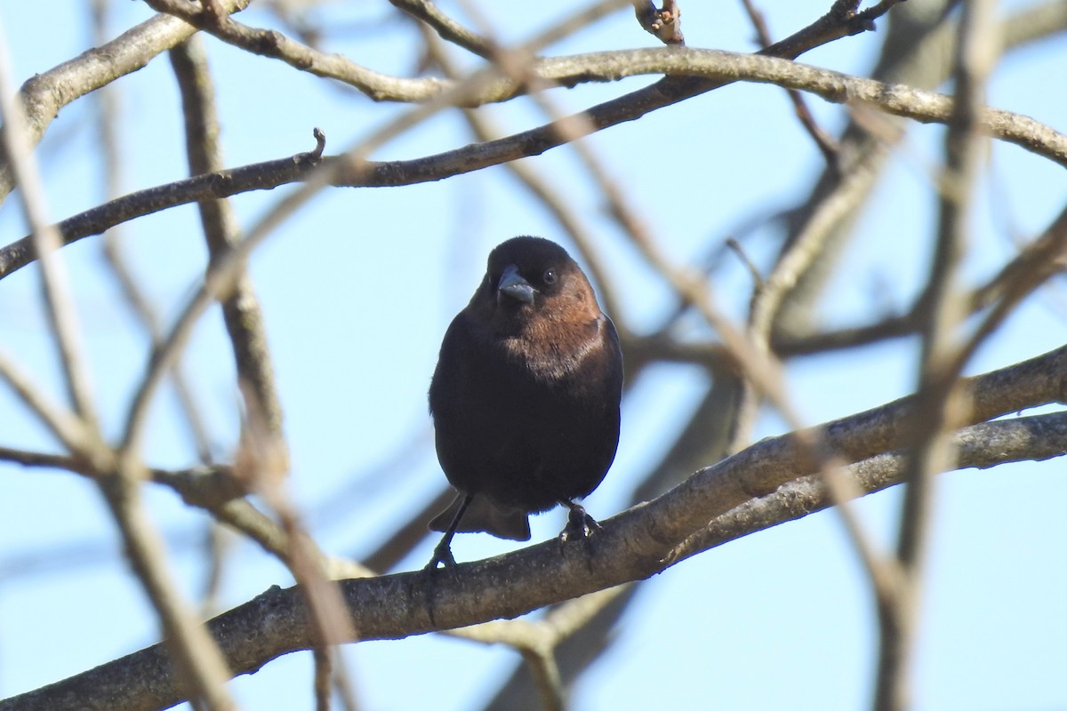 Brown-headed Cowbird - ML619687095