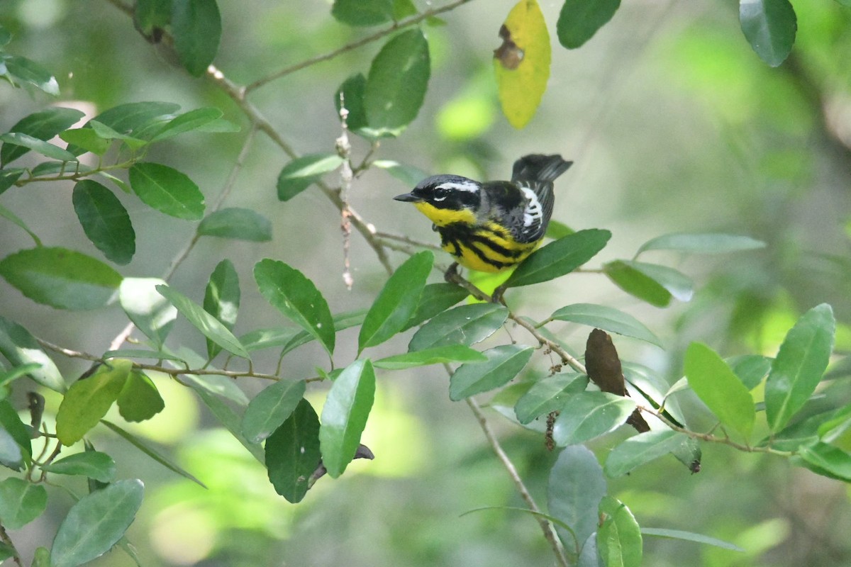 Magnolia Warbler - Ezekiel Dobson