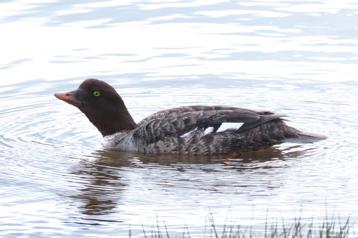 Barrow's Goldeneye - Shane Dollman