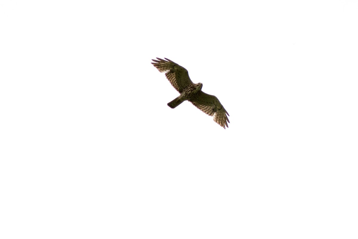 Broad-winged Hawk - ML619687146