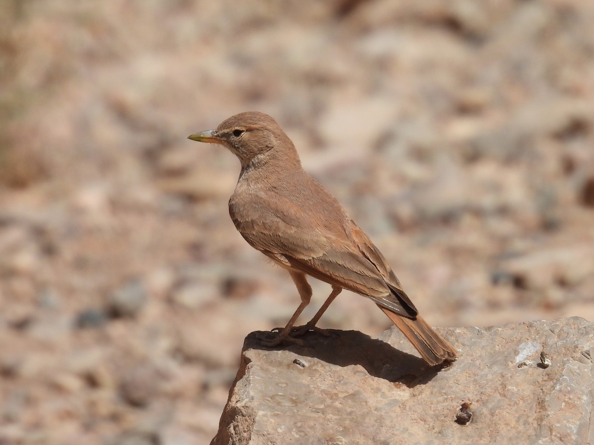 Desert Lark - ML619687165