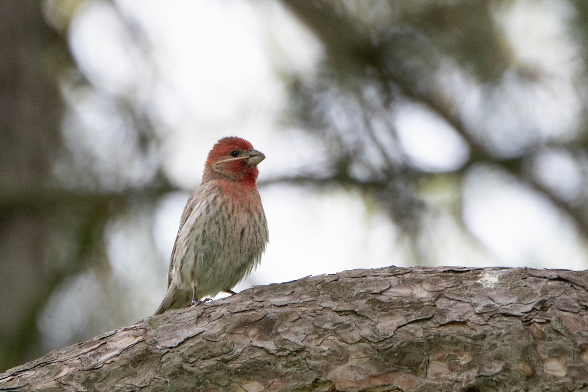 House Finch - Andrea Heine