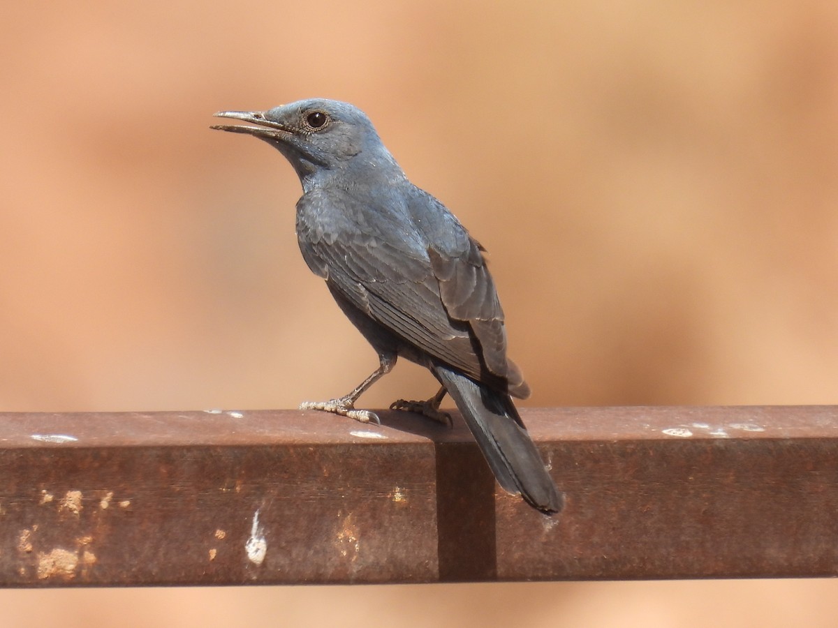 Blue Rock-Thrush - ML619687195