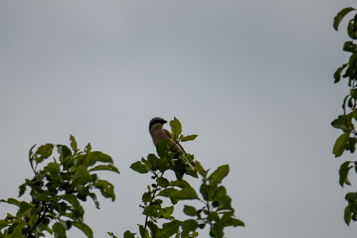 Red-backed Shrike - ML619687200