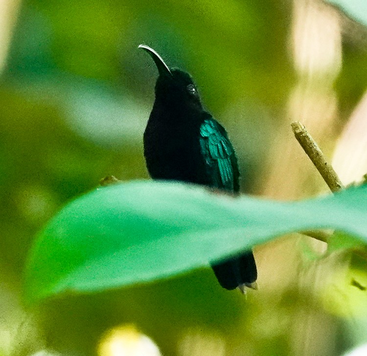 kolibřík nachovohrdlý - ML619687212