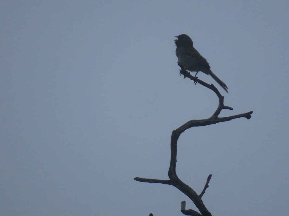 Black-chinned Sparrow - ML619687220