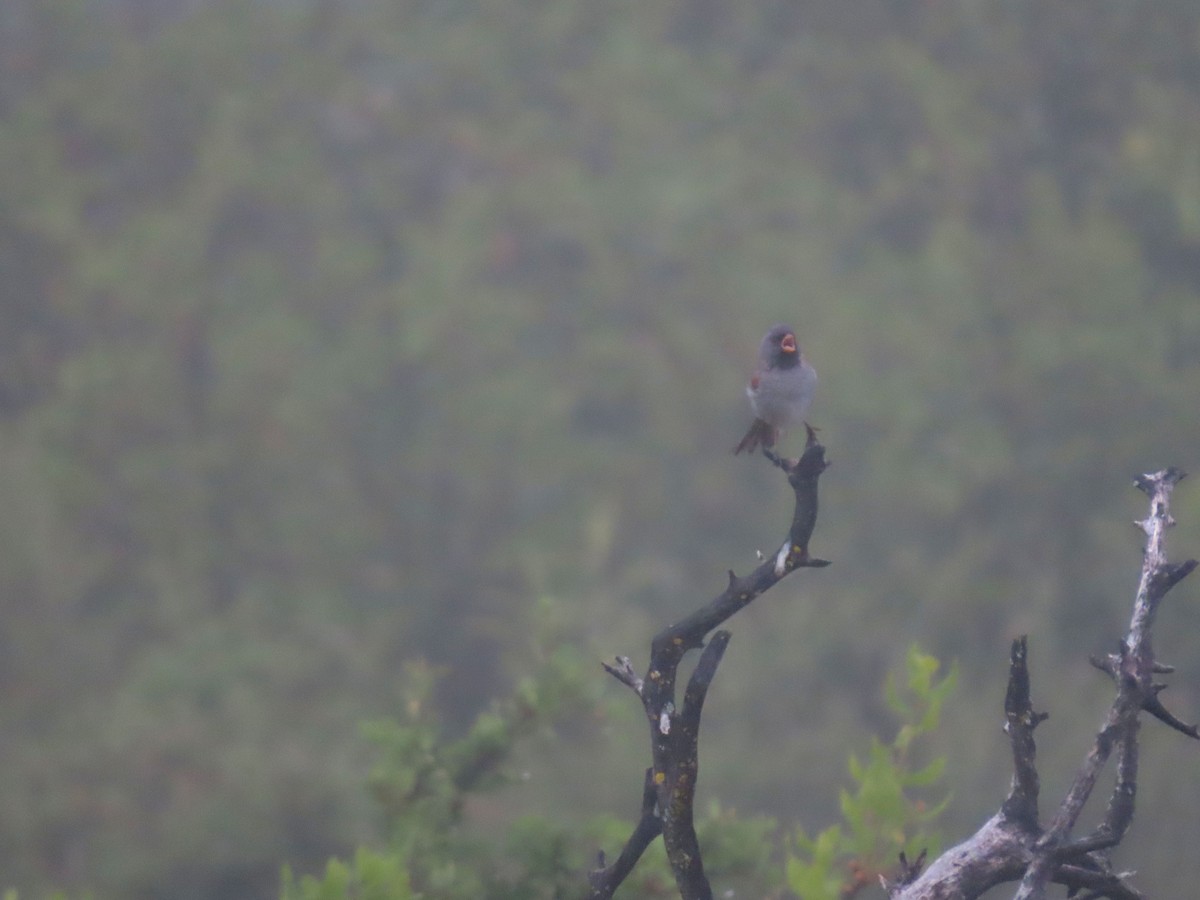 Black-chinned Sparrow - ML619687221