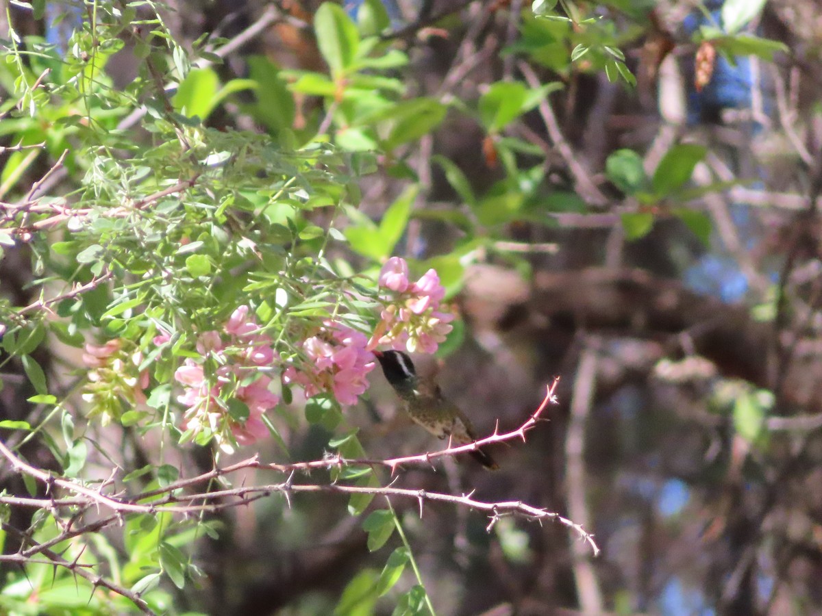 White-eared Hummingbird - ML619687222